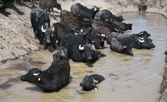 Kayseri’de Mandalar İçin Yapay Havuz